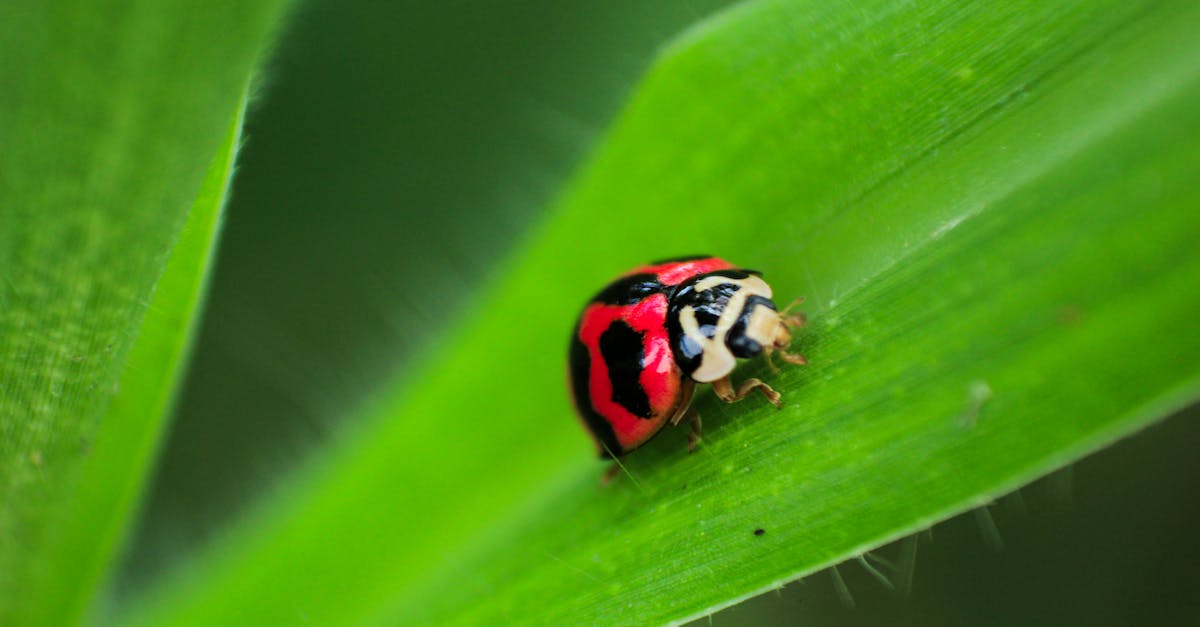 Canberra Pest Control