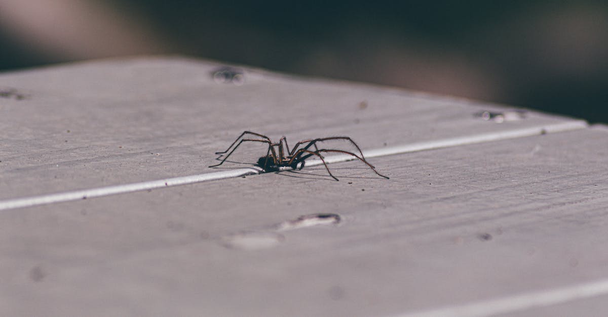 Canberra Pest Control