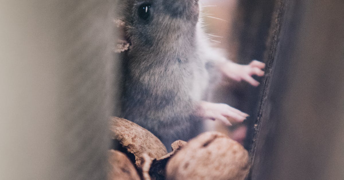 Canberra Pest Control