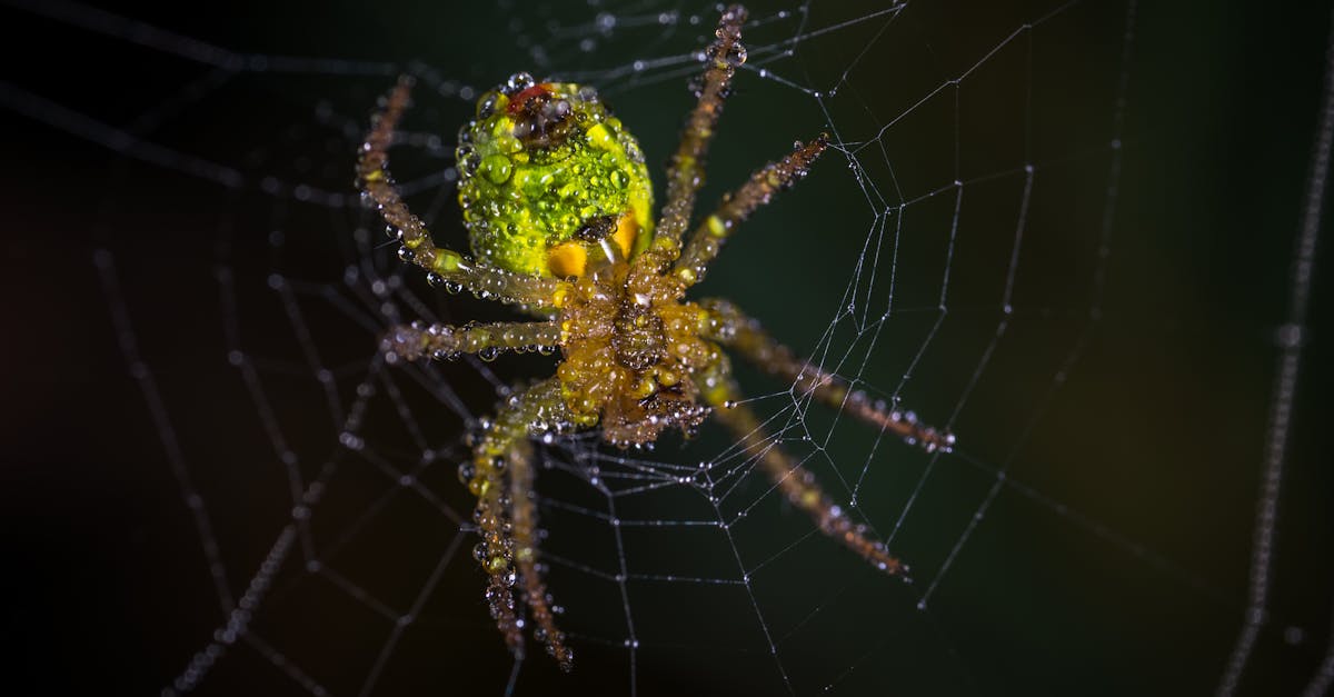 Canberra Pest Control